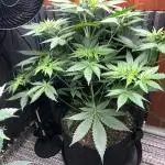 Euphoria Divine Seeds Indoor Fall
