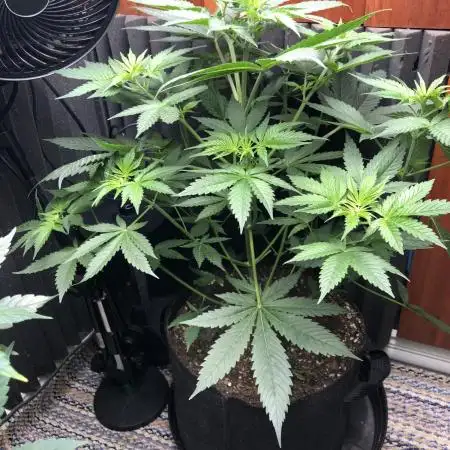 Euphoria Divine Seeds Indoor Fall