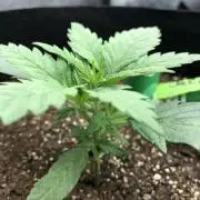 Colombian Jack Kannabia Indoor Spring 26