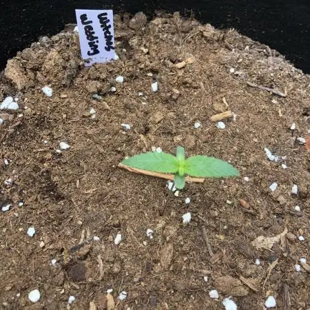 Witches Wedding Seedman Indoor Fall