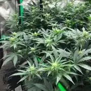 Mexican Sativa Kannabaia Indoor Summer