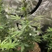 Purple Dream Auto Indoor Late Summer