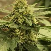 Gorilla Auto Fast Buds Indoor Spring 26