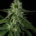 Divine Seeds Black Opium Auto Outdoor