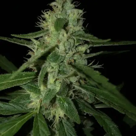 Divine Seeds Black Opium Auto Outdoor