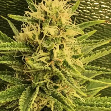 WSE Purple Haze Indoor 4x4 Summer