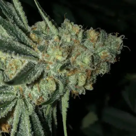 Purple Punch 00 Indoor Scrog Fall