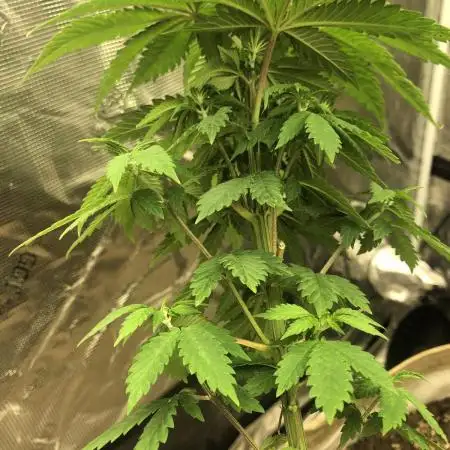 Divine Seeds Candy Indoor Summer