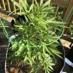 Fast Buds Stardawg Auto Outdoor