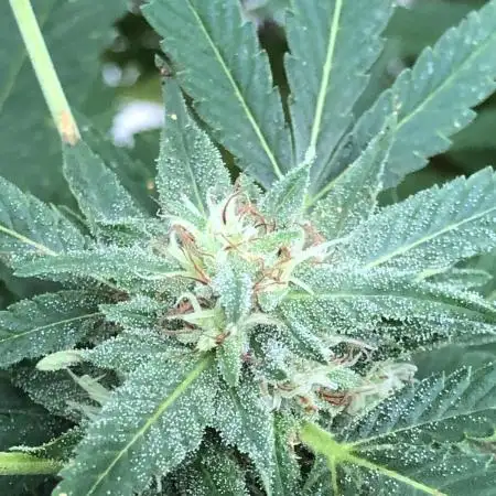 Seedsman Peyote Gorilla First Outdoor
