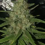 WSE Purple Haze Indoor 4x4 Summer