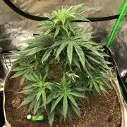Colombian Jack Kannabia Indoor Spring 26
