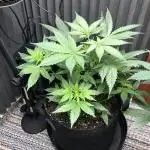 Euphoria Divine Seeds Indoor Fall