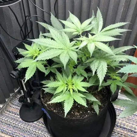 Euphoria Divine Seeds Indoor Fall