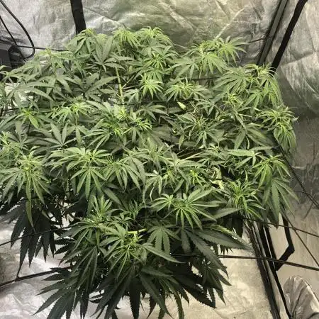 Ganja Farmer Grandaddy Black Indoor 4x4