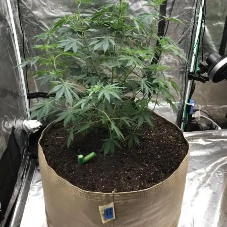Purple Punch 00 Indoor Scrog Fall