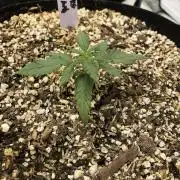 Neville's Haze Auto Spliff Seeds Indoor