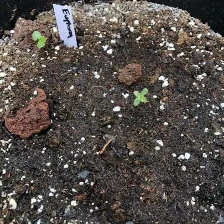 Euphoria Divine Seeds Indoor Fall