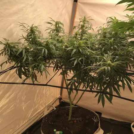 00 Blue Dream Fast Indoor Summer