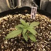 Strawberry Haze Auto Indoor Late Summer