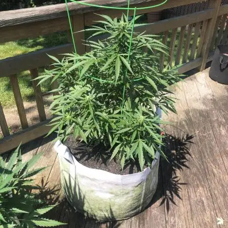 Fast Buds Lemon AK Auto Outdoor