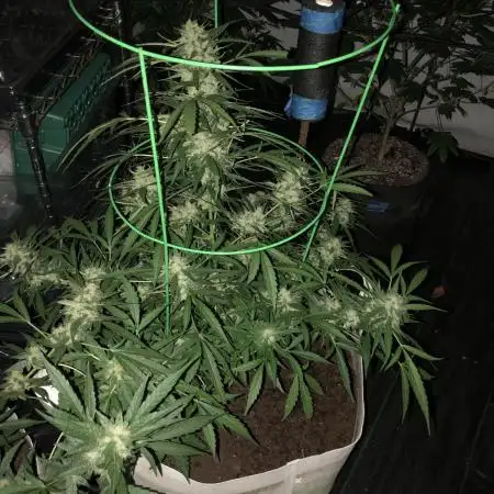 Fast Buds Lemon AK Auto Outdoor