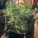 WSE Bubblegum First Outdoor