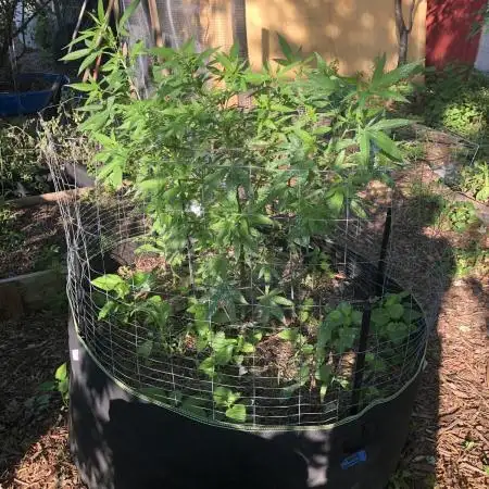 WSE Bubblegum First Outdoor