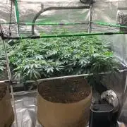 Silver Widow Kannabaia Indoor Summer
