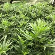 White Domina Kannabia Indoor Spring 26