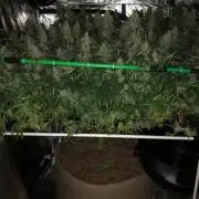 Critical Purple Kush Seedsman Indoor