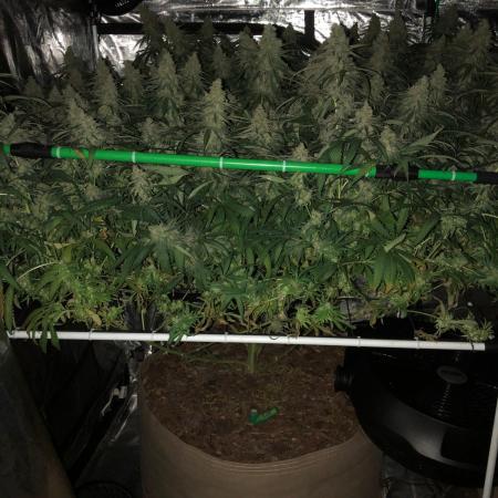 Critical Purple Kush Seedsman Indoor