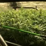 Pyramid Tutankhamun Indoor 4x4 Summer