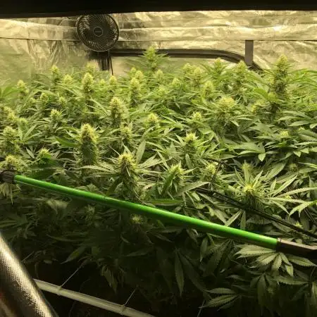 Pyramid Tutankhamun Indoor 4x4 Summer