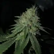 Gorilla Melon Fast Buds Indoor Fall