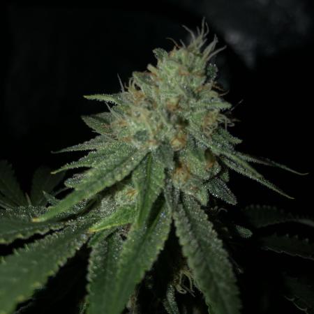 Gorilla Melon Fast Buds Indoor Fall