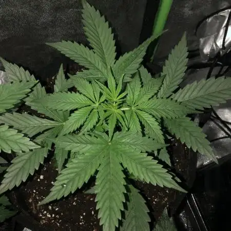 Euphoria Divine Seeds Indoor Fall