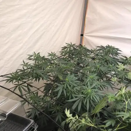00 Blue Dream Fast Indoor Summer