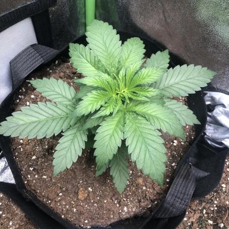 Gorilla Melon Fast Buds Indoor Fall
