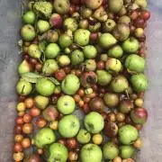 Fermented Plant/Juice Extract