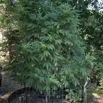 Seedsman Peyote Gorilla First Outdoor