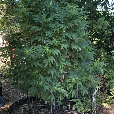 Seedsman Peyote Gorilla First Outdoor