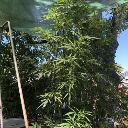 Seedsman OG Kush First Outdoor
