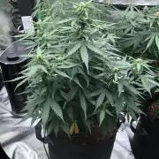 Gorilla Auto Fast Buds Indoor Spring 26