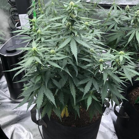 Gorilla Auto Fast Buds Indoor Spring 26