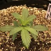 Strawberry Haze Auto Indoor Late Summer