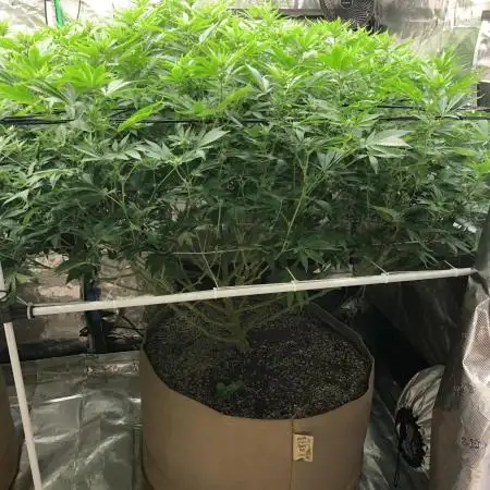 Sweet Seeds Green Poison Indoor 4x4