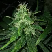 Colombian Jack Kannabia Indoor Spring 26