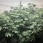 Divine Seeds Candy Indoor Summer
