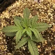 Mikromachine Auto Indoor Late Summer